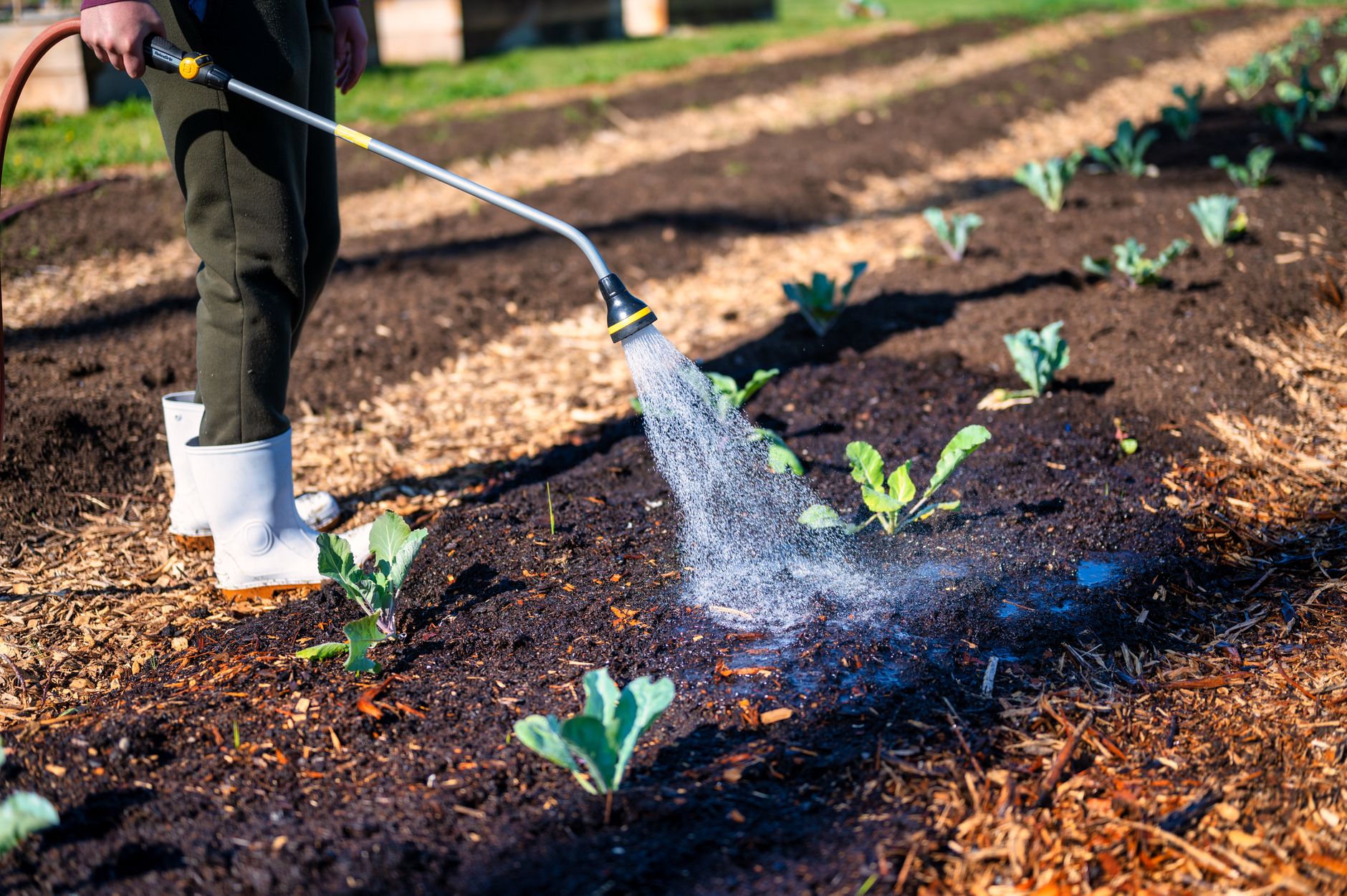 Watering a mulched vegetable garden bed in late summer