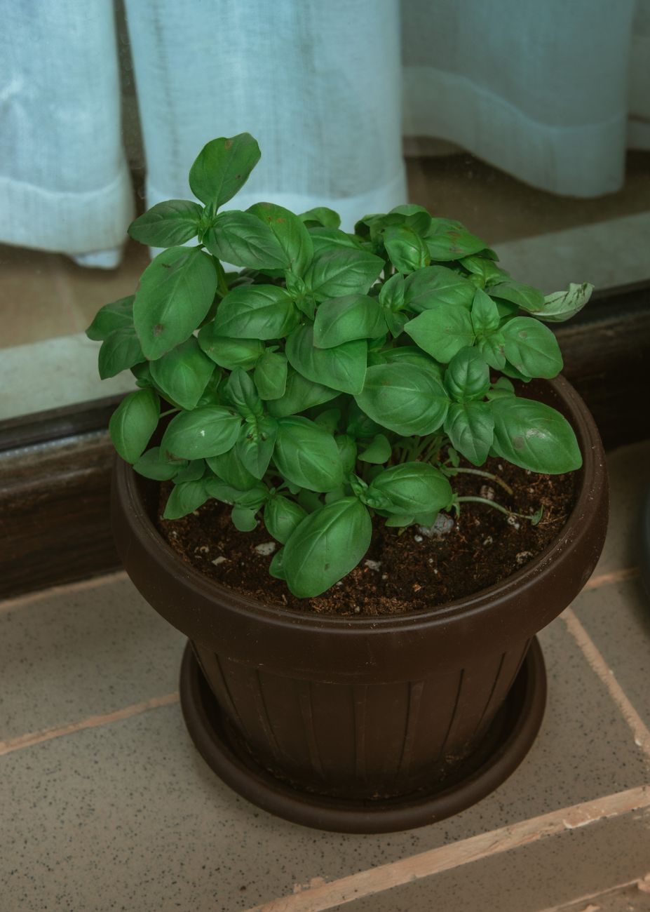 Harvesting Herbs the Right Way (So They Keep&nbsp;Producing)