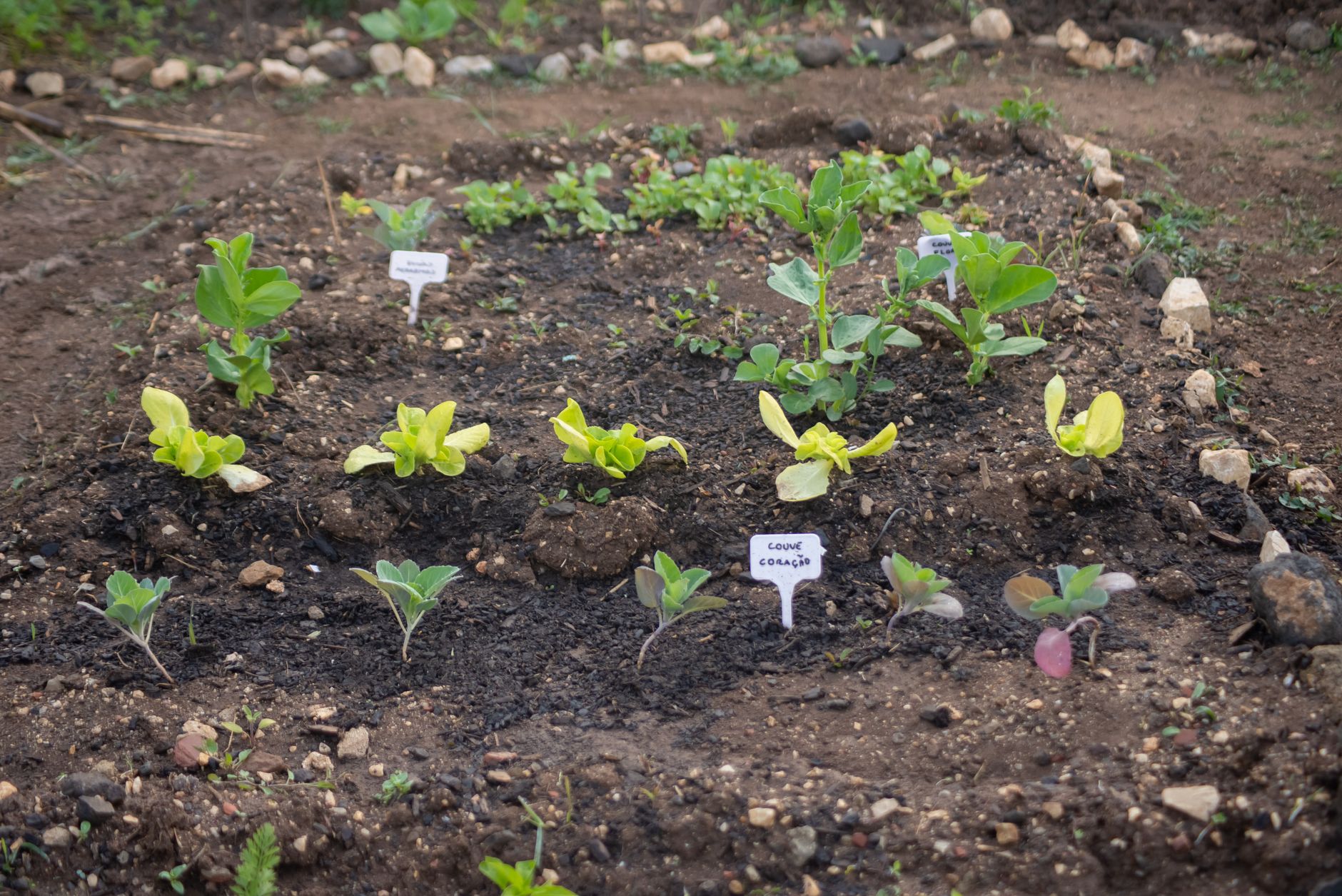 Freshly planted rows of fall greens with plant markers