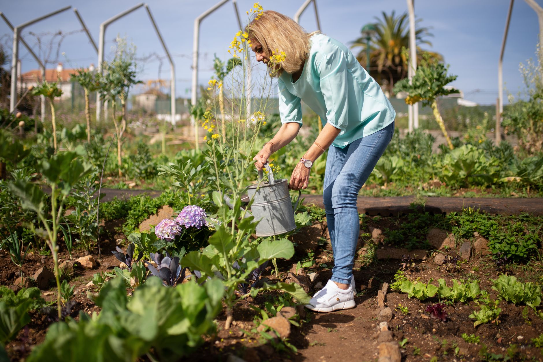 Gardener tending vegetable plants in bright summer sunshine