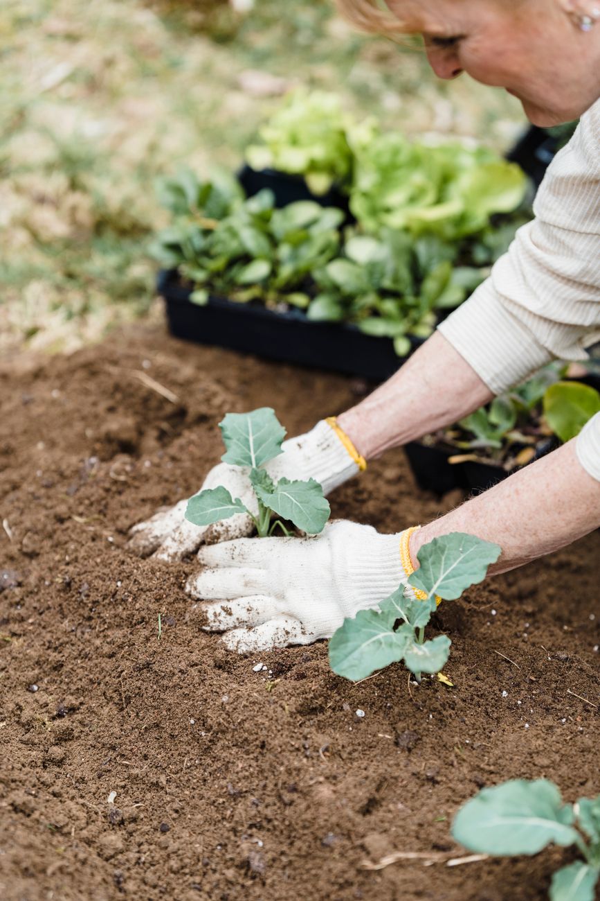 Succession Planting: What to Sow in August for a Fall&nbsp;Harvest