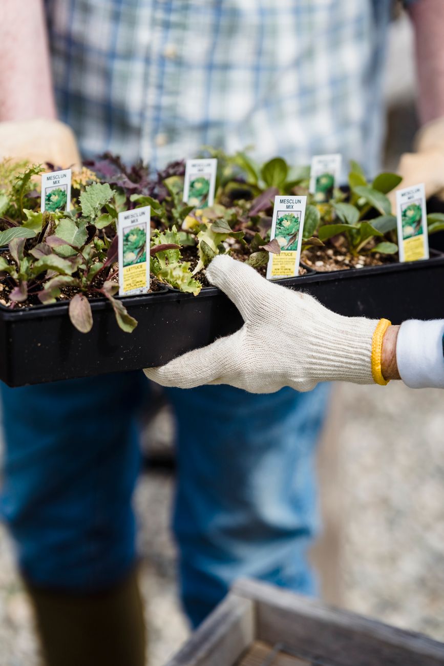 Carrying a tray of vegetable seedlings ready to transplant