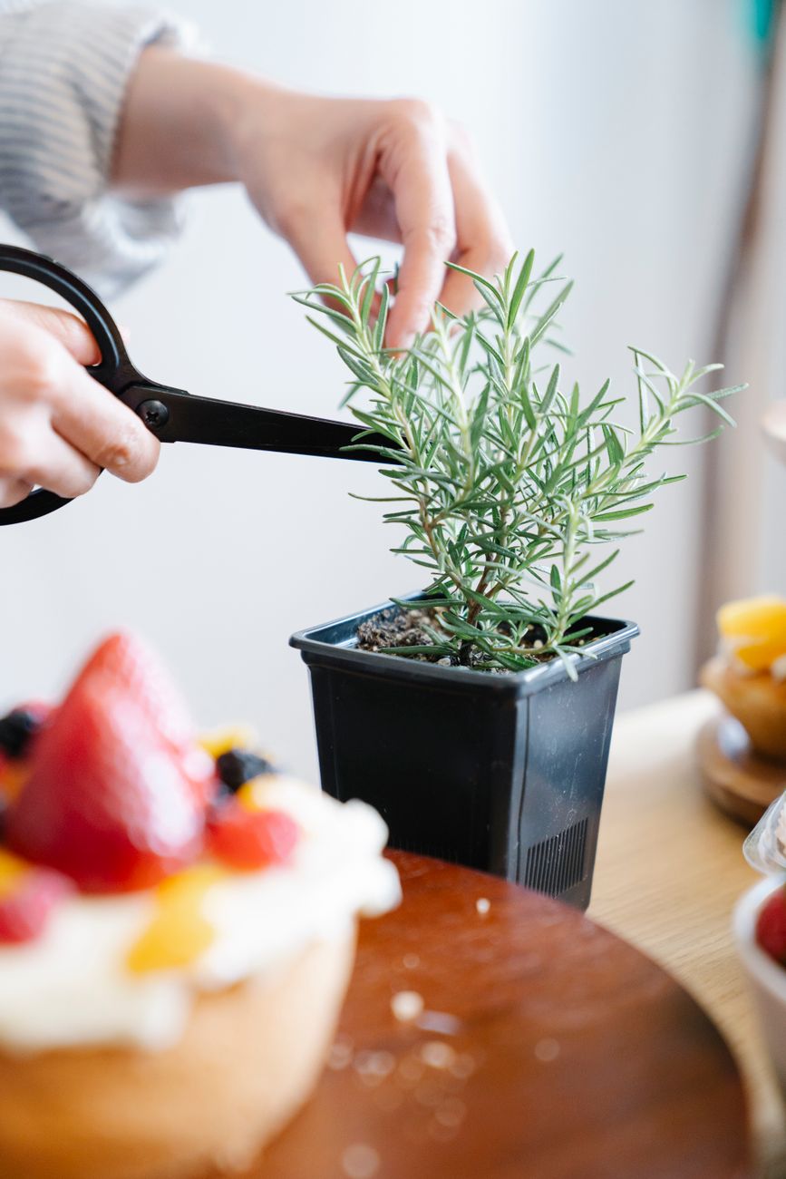 Trimming a rosemary stem just above a leaf node