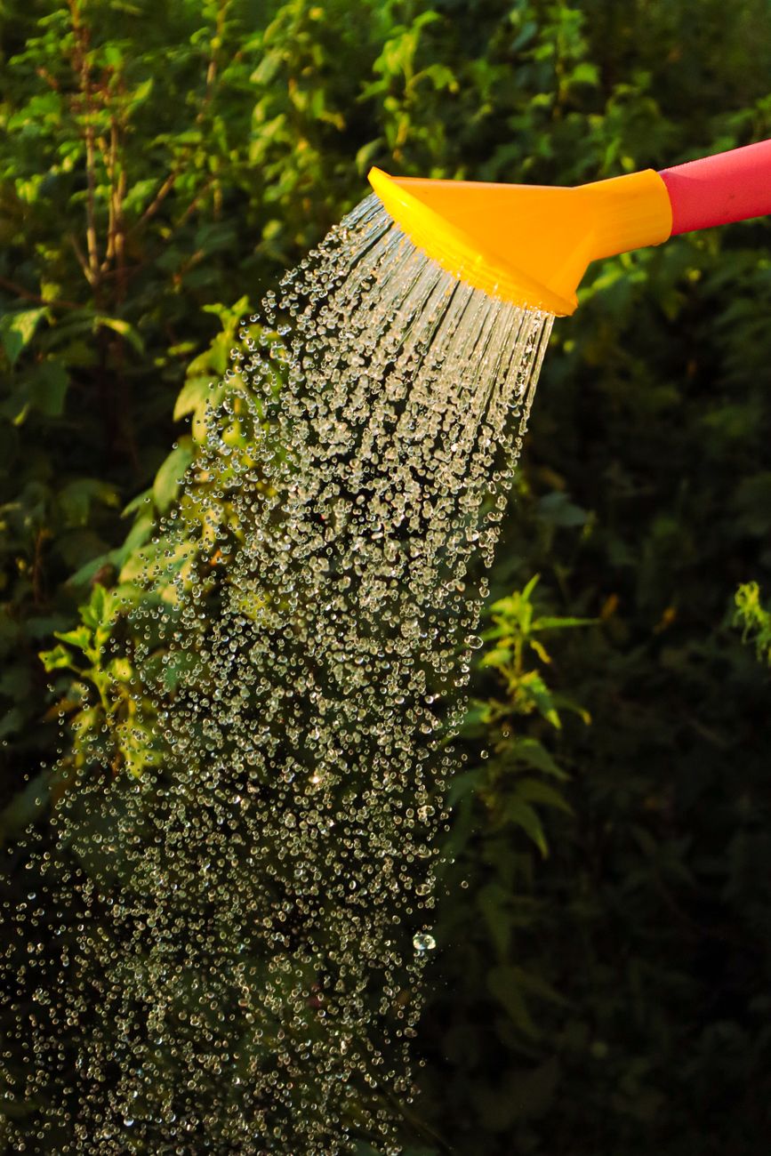 Beat the August Heat: Keeping Your Garden Productive in Late&nbsp;Summer