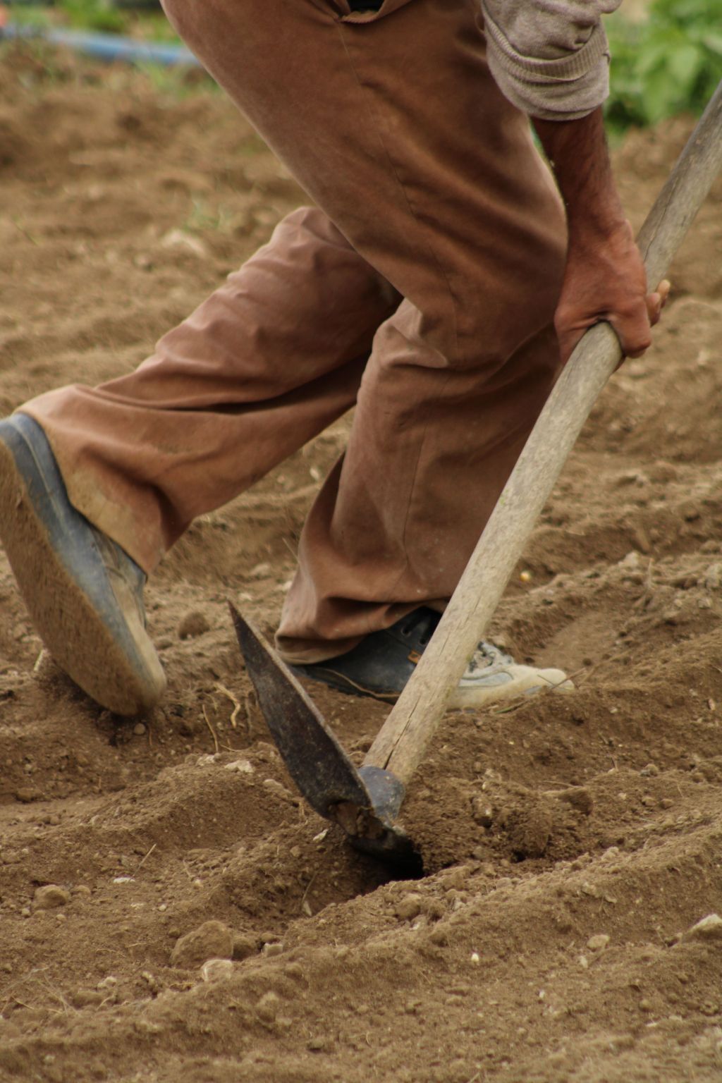 Gardener dividing a perennial plant clump with a spade