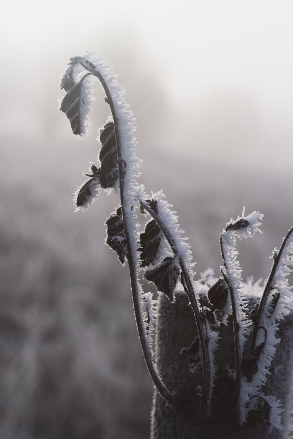 First Frost Prep: Protecting Tender Plants Before the Cold&nbsp;Hits