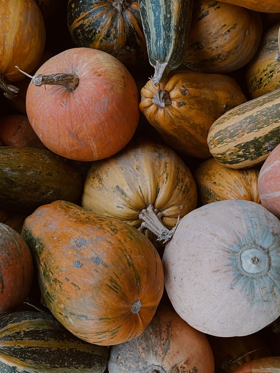 Pile of colorful pumpkins and winter squash harvested in fall