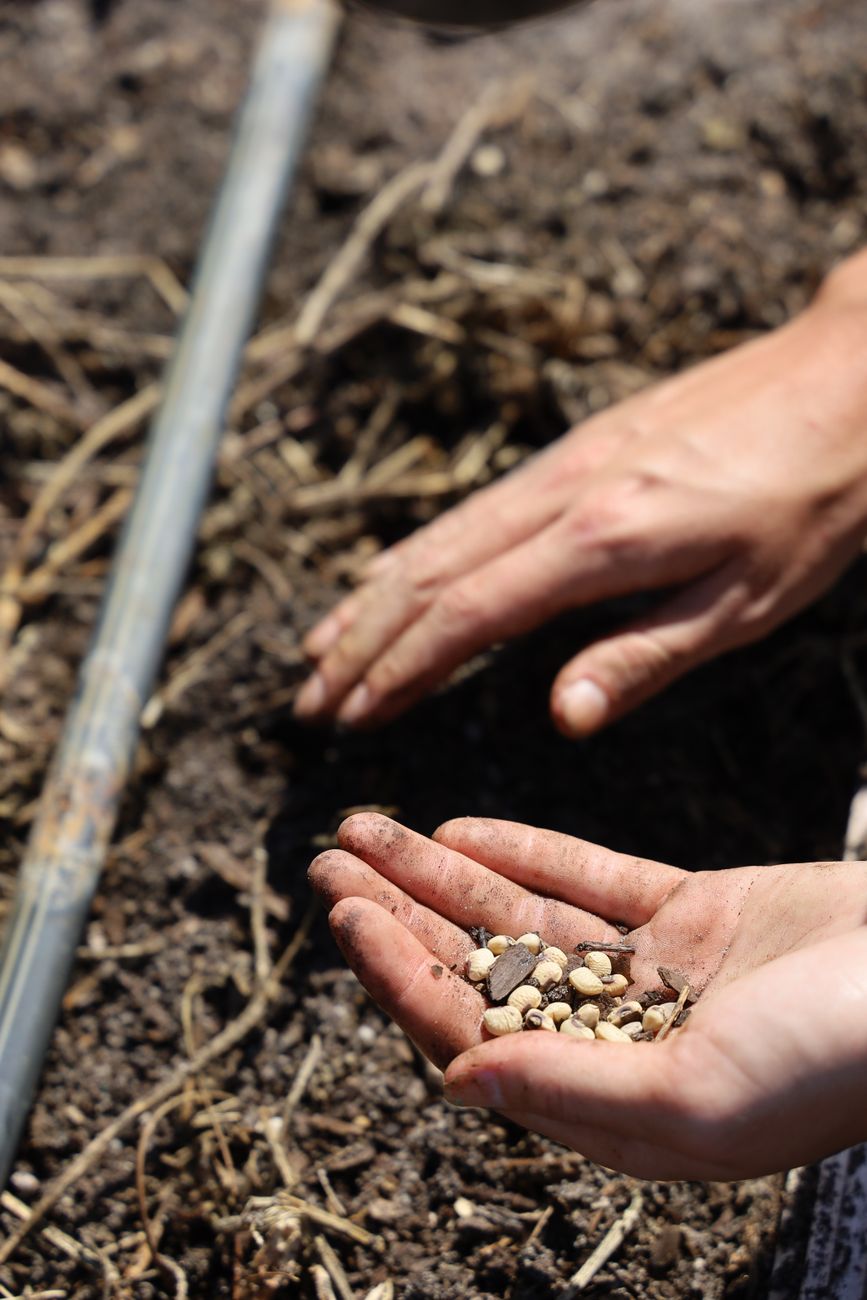 Hand scattering cover crop seed by hand into prepared soil