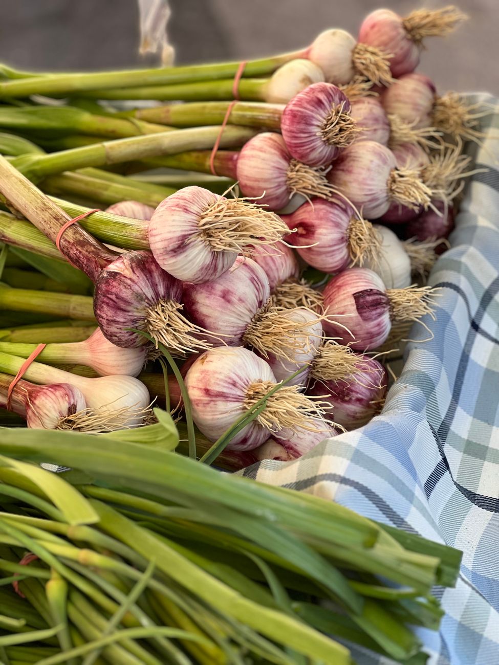 Freshly harvested garlic bulbs with green stalks still attached