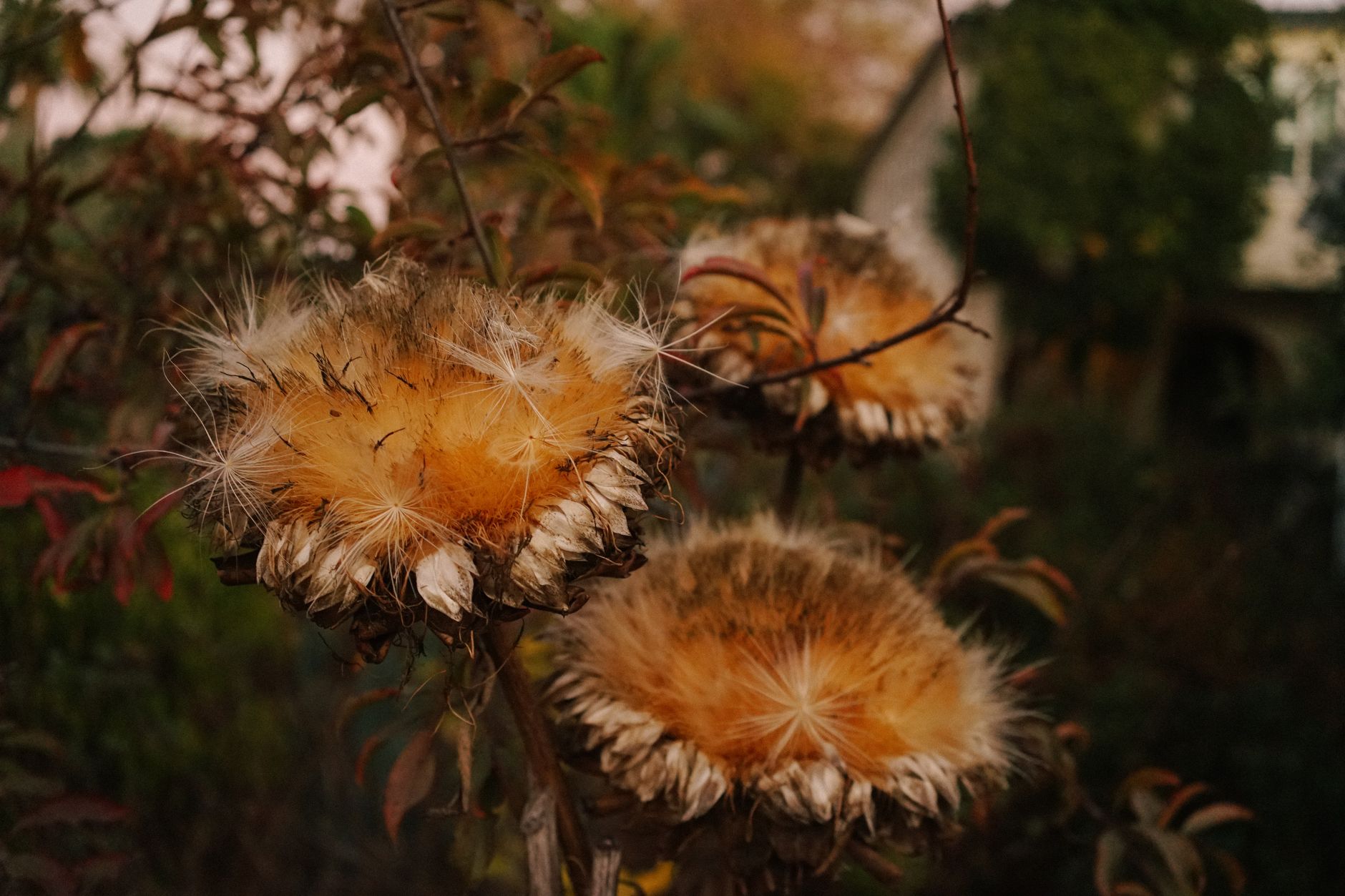 Dried perennial seed heads left standing in the fall garden for birds