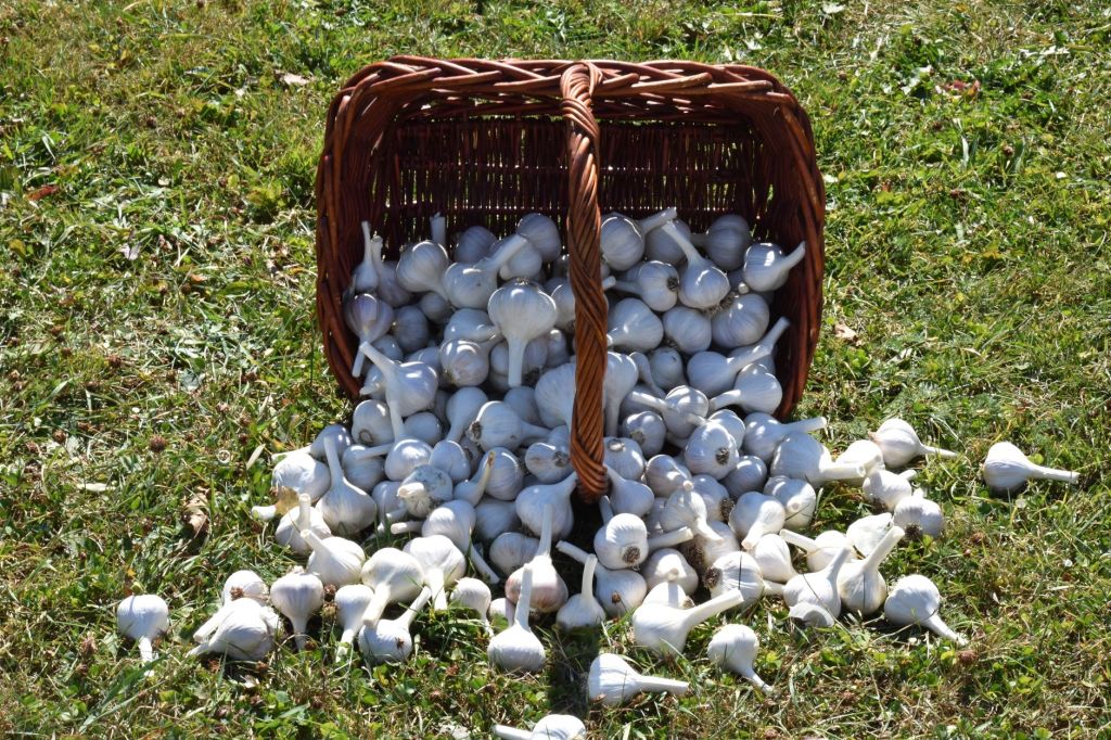 Planting Garlic in Fall for a Summer&nbsp;Harvest