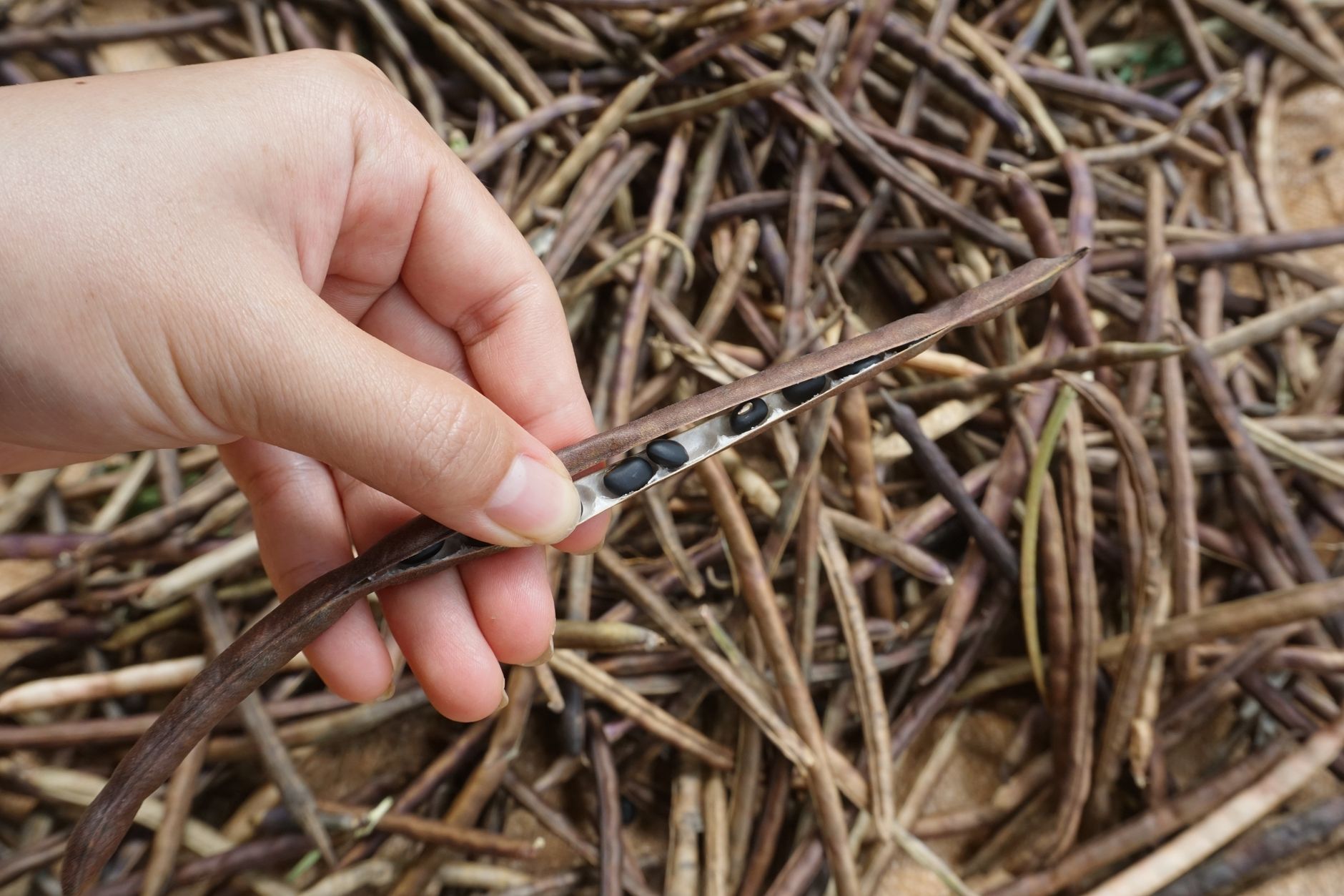 Hand shelling dried bean pods to collect seeds for saving