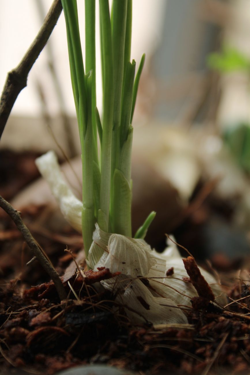 Green garlic shoot growing from a planted clove in soil
