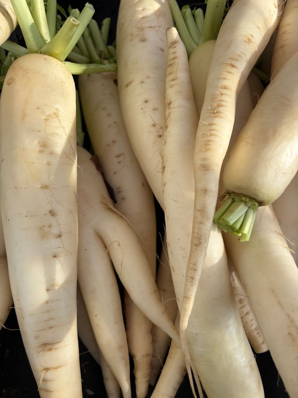 Daikon radishes freshly pulled, used as a soil-loosening cover crop