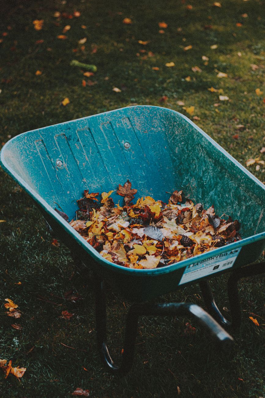 Wheelbarrow full of fallen autumn leaves during fall garden cleanup