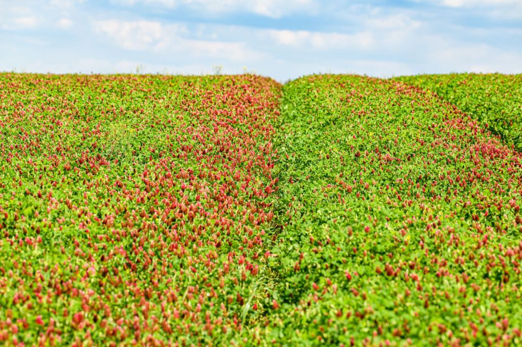 A field planted with a crimson clover cover crop
