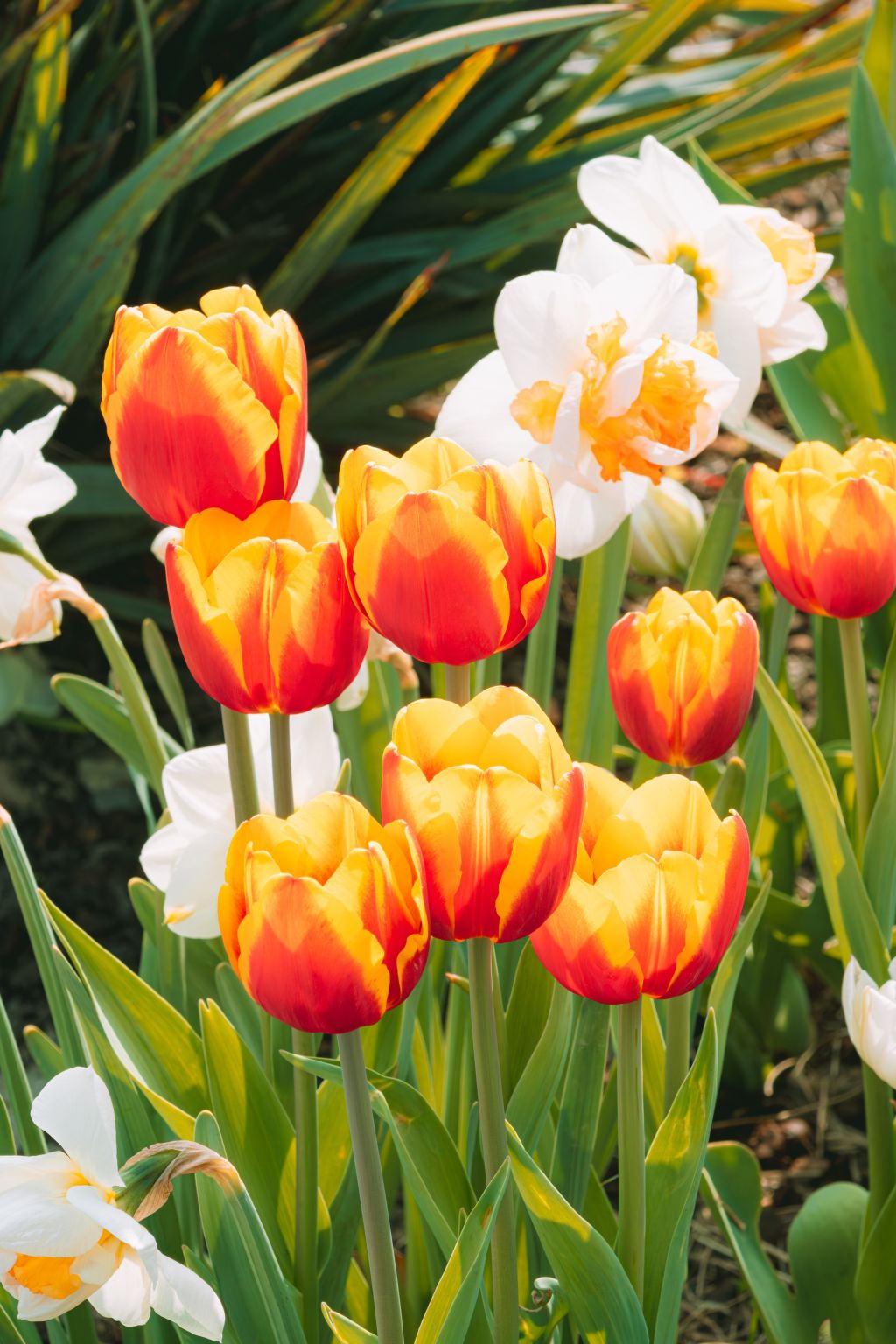 Hands planting tulip bulbs in fall garden soil